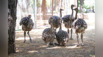 Изрображение 'В Ташкентском зоопарке впервые выпустили в вольер страусят (видео)'