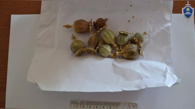 'Toshkent shahrida Qozog`iston fuqarosi "Ko`knor" bilan qo`lga tushdi'ning rasmi