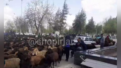 'Samarqandda yaylov yo`qligidan norozi xalq qo`ylarni hokimiyat binosi oldiga haydab keldi (video)'ning rasmi