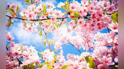 'O`zbekistonda 10 aprel kuni qanday ob-havo kuzatiladi?'ning rasmi