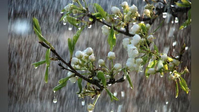 'Эртага Ўзбекистоннинг айрим ҳудудларда яна ёмғир ёғади'ning rasmi