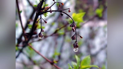 'Bugun 4 ta viloyatda biroz yomg`ir yog`ishi kutilmoqda'ning rasmi