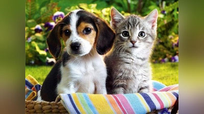 Изрображение 'ВСЕ ОБ УХОДЕ ЗА ДОМАШНИМИ ПИТОМЦАМИ'