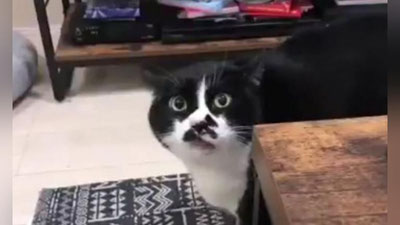 Изрображение 'КОТ СПЕЛ ГРУЗИНСКУЮ ЗАСТОЛЬНУЮ ПЕСНЮ И ПРОСЛАВИЛСЯ В СЕТИ (ВИДЕО)'