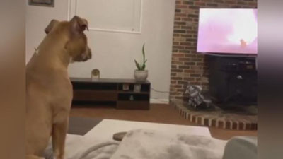 Изрображение 'СОБАКА РАСТРОГАЛАСЬ СЦЕНОЙ ИЗ МУЛЬТФИЛЬМА "КОРОЛЬ ЛЕВ" (ВИДЕО)'