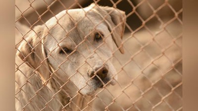 Изрображение 'За жестокое обращение с животными теперь может грозить уголовное наказание'