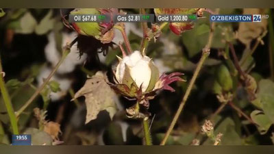 Изрображение 'ВИДЕО: КАК В ЭТОМ ГОДУ БУДЕТ ПРОХОДИТЬ ХЛОПКОВАЯ КАМПАНИЯ'