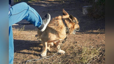 'Bo`ka tumanida qo`lga olish paytida egasiz itlarga nisbatan shafqatsiz munosabatda bo`lishmoqda (mi?)'ning rasmi