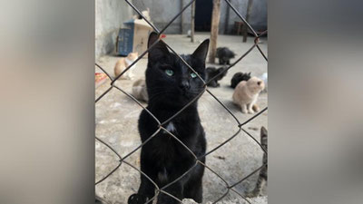 Изрображение 'За жестокое обращение с животными установят уголовную ответственность'