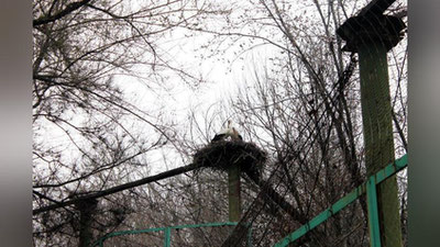 Изрображение 'В ТАШКЕНТСКИЙ ЗООПАРК ВЕРНУЛИСЬ АИСТЫ'