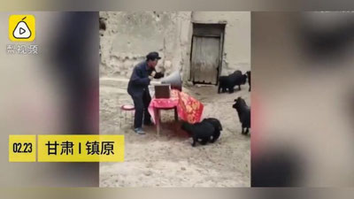 Изрображение 'КИТАЙСКИЙ ФЕРМЕР ПРОВЕЛ ЗАСЕДАНИЕ С КОЗАМИ (ВИДЕО)'