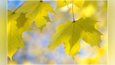 '10 noyabr kuni kutilayotgan ob-havo ma`lumoti'ning rasmi