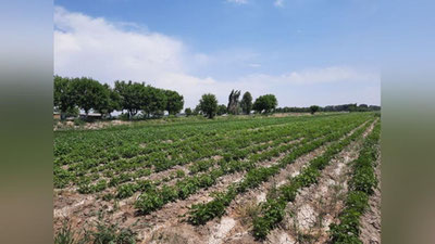 'Xonobod shahar va Bo`ston tumanida er sotish bilan bog`liq firibgarlik holatlari aniqlandi'ning rasmi