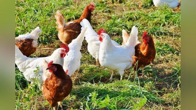 'Hududlarda boqilayotgan parrandalar bosh soni qancha ekani ma`lum bo`ldi'ning rasmi