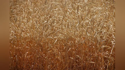 '2022 yilda g`alla hosili uchun minimal narx ma`lum qilindi'ning rasmi