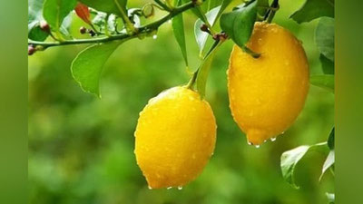 'Limon o`tgan oyga nisbatan 5 % ga arzonlashgan'ning rasmi