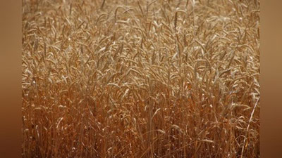 'Davlat tomonidan g`allaga xarid narxini belgilash bekor qilingan'ning rasmi