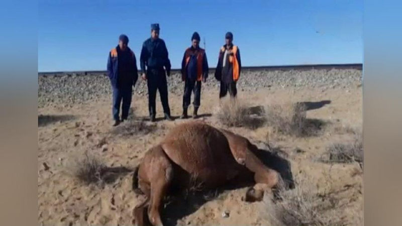 'Навоийда поезд қаровсиз юрган туяни уриб кетди (видео)'ning rasmi