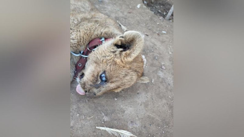 'Parkentdagi xonadonda boqilayotgan sherlar bo`yicha Ekologiya qo`mitasi rasmiy munosabat bildirdi'ning rasmi