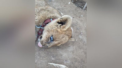 'Parkentdagi xonadonda boqilayotgan sherlar bo`yicha Ekologiya qo`mitasi rasmiy munosabat bildirdi'ning rasmi