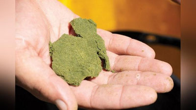 'Наманганда «гашиш» савдоси билан шуғулланаётган шахслар қўлга олинди'ning rasmi