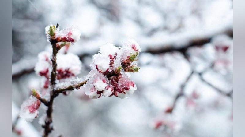 'Совуқда фермерларга кўмаклашувчи тезкор гуруҳлар тузилди'ning rasmi