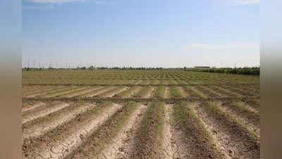 'Бағдод туманида қишлоқ хўжалиги бўлими бошлиғи ўринбосари қўлга тушди. Маълум бўлишича у...'ning rasmi