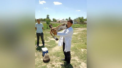 'Jizzaxda yosh bolalar yirtqich qushni ushlab olishdi'ning rasmi