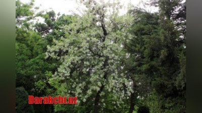 'Бугун айрим ҳудудларда қисқа муддатли ёмғир ёғиши мумкин'ning rasmi