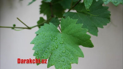 'Ёмғирли об-ҳаво давом этади...'ning rasmi