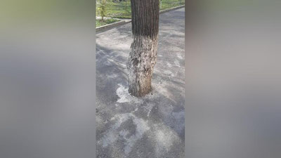 'Toshkentda yana daraxt tagi betonlab ketildi'ning rasmi