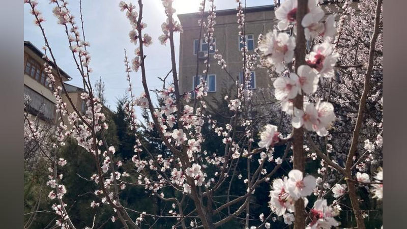 'Bugun harorat 27 darajagacha ko`tarilishi mumkin'ning rasmi