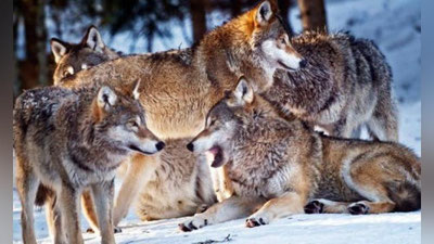 'Yovvoyi hayvonlarni uyda saqlash taqiqlanmoqda'ning rasmi