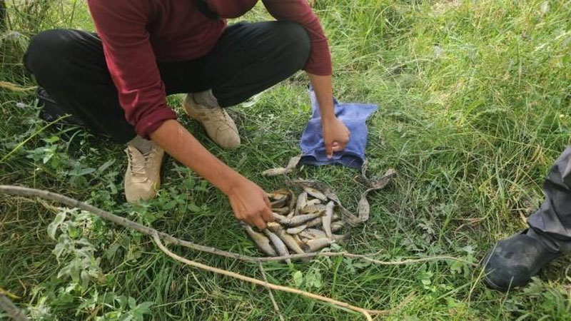 'Qashqadaryoda "Qizil kitob"ga kiritilgan Amudaryo gulbaliqlari noqonuniy ovlandi'ning rasmi