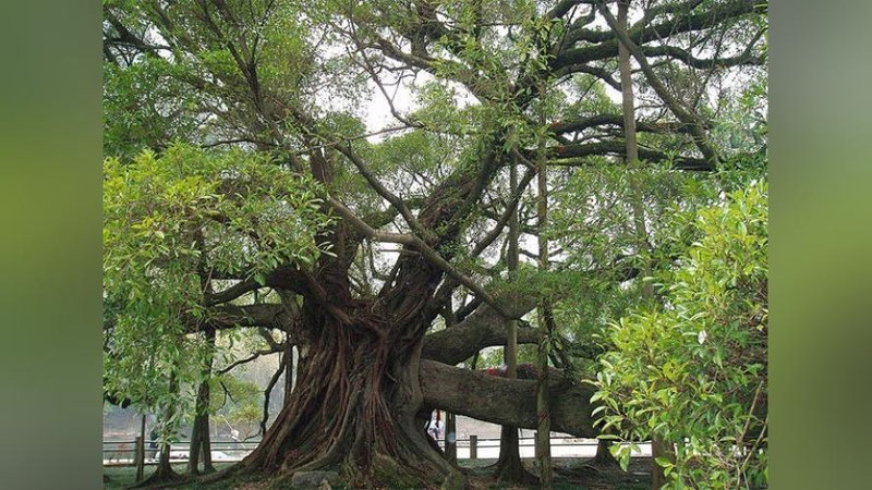 '⚡️Endilikda har bir daraxtga pasport beriladi'ning rasmi