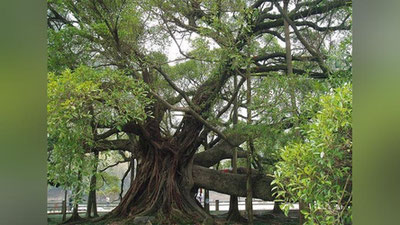'⚡️Endilikda har bir daraxtga pasport beriladi'ning rasmi