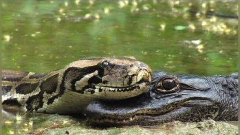 Изрображение 'АМЕРИКАНЕЦ СПАС АЛЛИГАТОРА ИЗ ОБЪЯТИЙ ОГРОМНОГО ПИТОНА (ВИДЕО)'