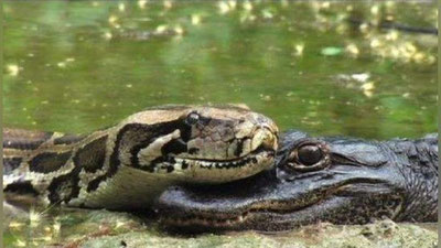 Изрображение 'АМЕРИКАНЕЦ СПАС АЛЛИГАТОРА ИЗ ОБЪЯТИЙ ОГРОМНОГО ПИТОНА (ВИДЕО)'