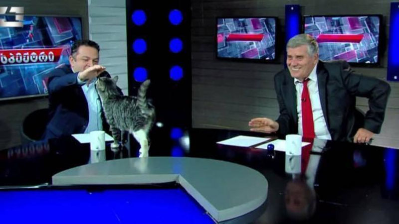 'Мушук жонли эфирдаги кўрсатувни тўхтатиб қўйди'ning rasmi