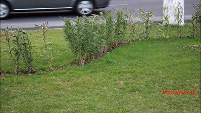 'Бугун тунда келганмиш баҳор... "darakchi.uz" объективида баҳор нафаси (фоторепортаж)'ning rasmi