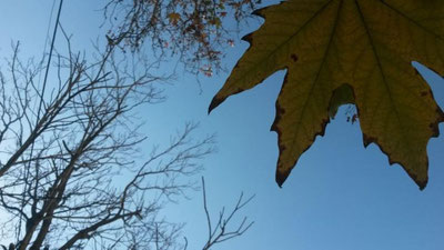 Изрображение 'КАКАЯ ПОГОДА НАС ЖДЕТ В ПОСЛЕДНИЙ ДЕНЬ ОСЕНИ?'