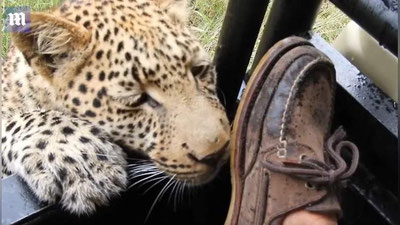 Изрображение 'ТУРИСТ ДАЛ ЛЕОПАРДУ ПОИГРАТЬ СВОЕЙ НОГОЙ (ВИДЕО)'