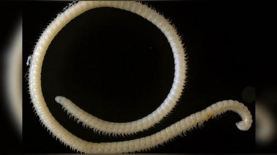 Изрображение 'В США ОБНАРУЖИЛИ ЯДОВИТОЕ СУЩЕСТВО С 414 НОГАМИ'