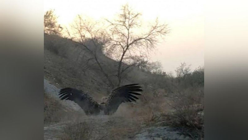 'Фарғонада аҳоли хонадонига келиб қолган яраланган йирик ноёб қуш табиат қўйнига қуйиб юборилди'ning rasmi