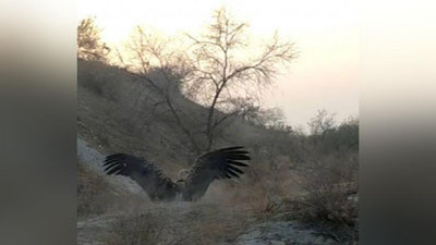 'Фарғонада аҳоли хонадонига келиб қолган яраланган йирик ноёб қуш табиат қўйнига қуйиб юборилди'ning rasmi