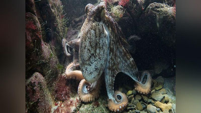 Изрображение 'ИЗ ПРИМОРСКОГО ОКЕАНАРИУМА СБЕЖАЛ... ОСЬМИНОГ (ВИДЕО)'
