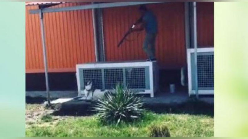 Изрображение 'В Ташкенте наказаны участники жестокой расправы над собакой'