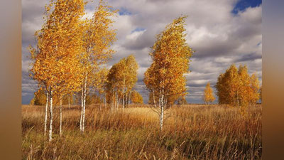 'Ertaga havo biroz bulutli bo`ladi — O`zgidromet'ning rasmi