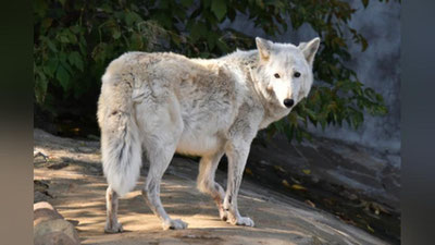 Изрображение 'В ЧЕЛЯБИНСКОМ ПАРКЕ ВОЛК НАПАЛ НА РЕБЕНКА (ВИДЕО)'