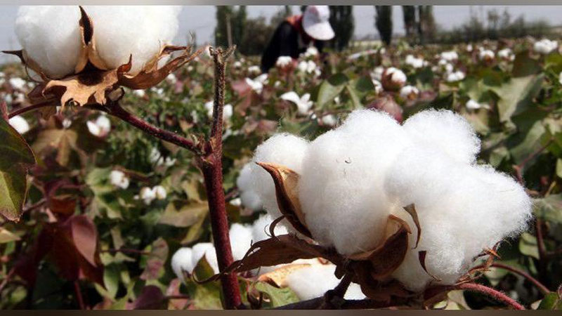 Изрображение 'ФЕРМЕРСКОЕ ХОЗЯЙСТВО В БУХАРСКОЙ ОБЛАСТИ НЕЗАКОННО ПРИПИСАЛО ТОННЫ ХЛОПКА'